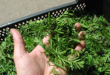 Dit jaar toch geen taxusinzameling via de recyclageparken taxus